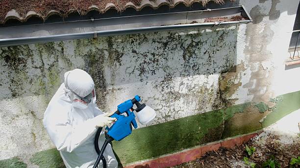 Trusted Black Mold Removal service in Auburndale, MA - Cheap Mold Removal